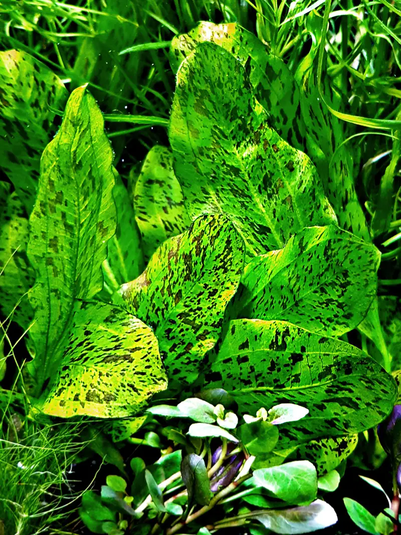 Echinodorus ozelot green Zdjęcie przedstawia echinodorus ozelot green, z przodu mała lobelia