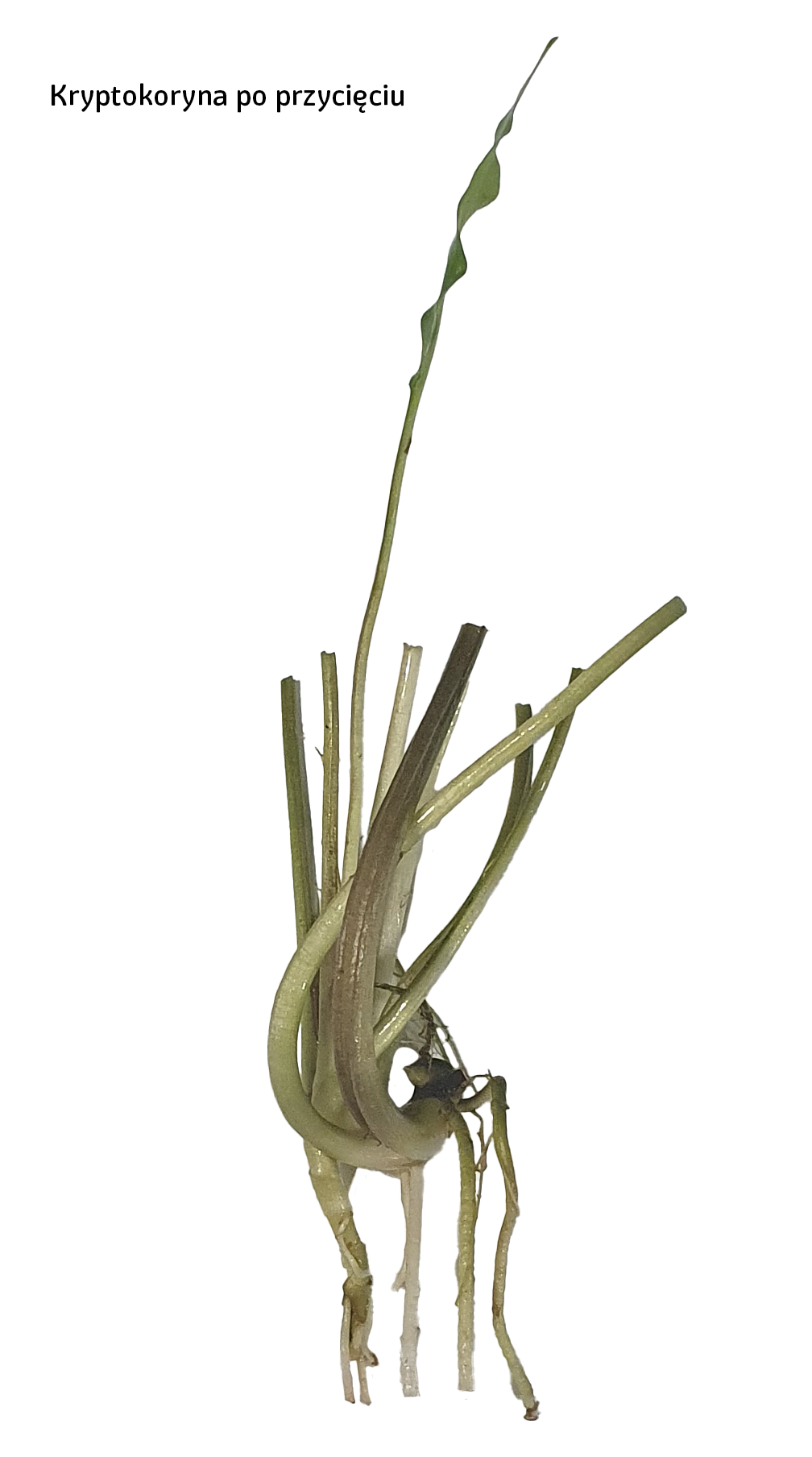 Kryptokoryna wendtii po zabiegu cięcia Kryptokoryna wendtii po zabiegu cięcia leczniczego, które ma zapewnić jej szybki odrost