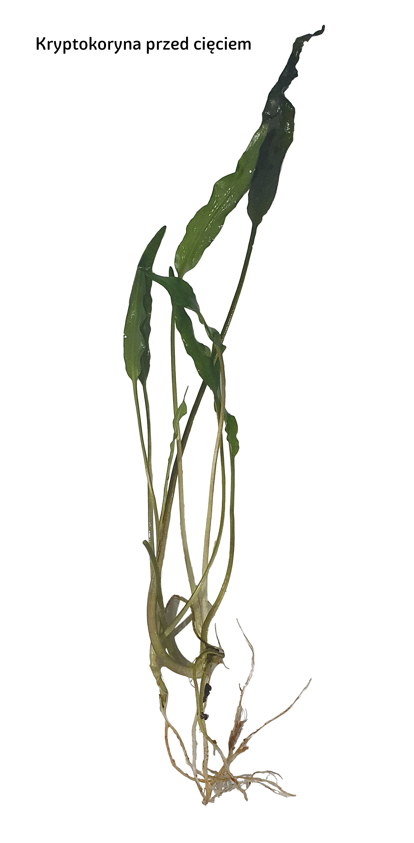 Kryptokoryna wendtii bez podłoża Zdjęcie przedstawia kryptokorynę wedtii wyjętą z podłoża przed cięciem